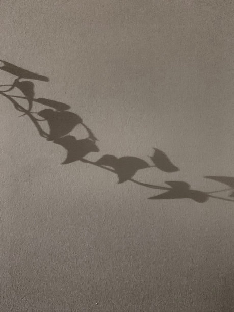 墙上的常春藤阴影图片下载