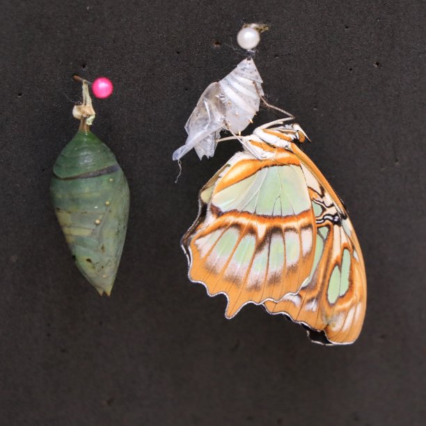 蝴蝶破茧而出图片下载