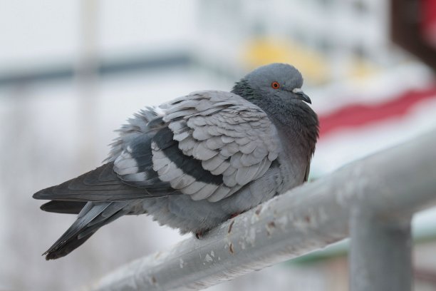 鸽子坐在金属扶手上。城市野生动物。美丽的动物图片下载