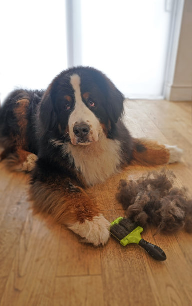 伯尔尼山犬，一大堆脱毛的毛，刷子图片下载