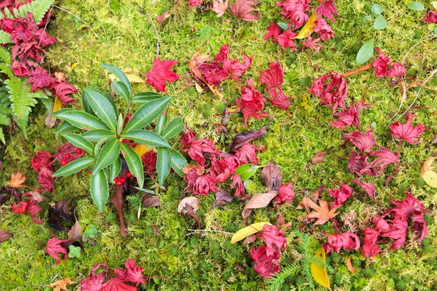 日式花园秋天图片下载