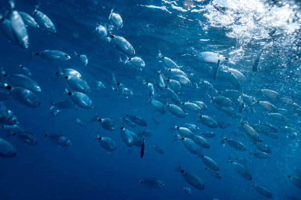 水下鲷鱼，克罗地亚海洋鱼的水下摄影，鱼群的近距离照片，令人惊叹的蓝色海洋里有小鱼，图片下载