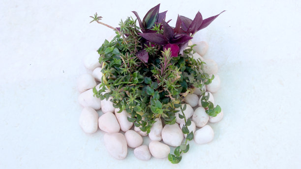 室内植物栽培图片下载