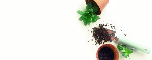 家庭园艺的概念。白色背景上的盆栽植物，多肉植物和园艺工具。俯视图，极简主义风格。横幅图片下载