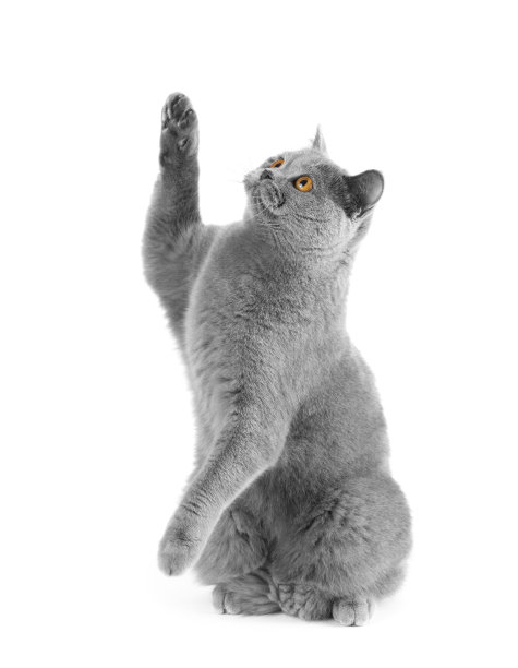 一只英国品种的猫捕捉假想的猎物。图片下载