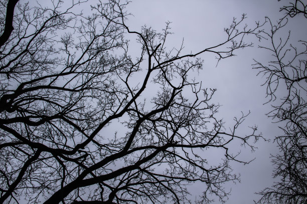一棵树在灰色的天空上分枝。A主要是阴天。透过树枝仰望灰色的天空。灰色天空前美丽的黑色树枝。灰蒙蒙的天空映衬着光秃秃的树木。图片下载