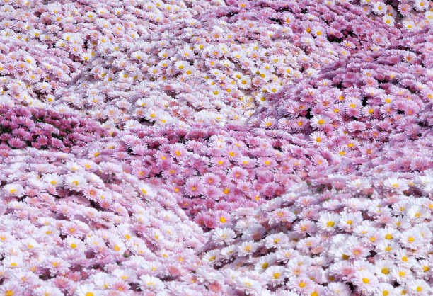 盛开的丁香和粉红色的菊花在盛开的花背景。图片下载