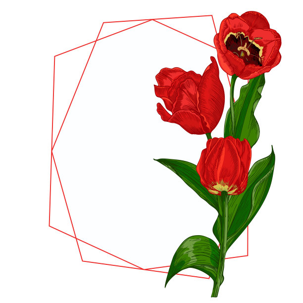 春天鲜花花束。白色背景上孤立的红色郁金香逼真的植物素描。文本的趋势框架和位置。水彩矢量风格图片下载