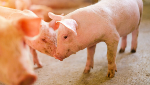 图片上的小猪在一个工业农场，病毒的传播有阳光图片下载