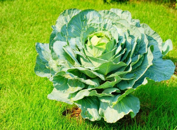 花园中白色卷心菜的头图片下载