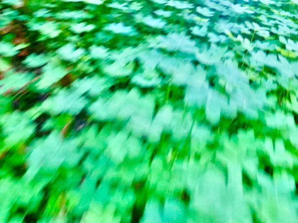 一片绿色的三叶草图片下载