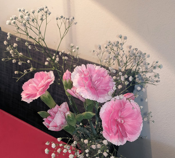 在一个阳光明媚的日子里，漂亮的粉红色石竹花(石竹)特写。图片下载