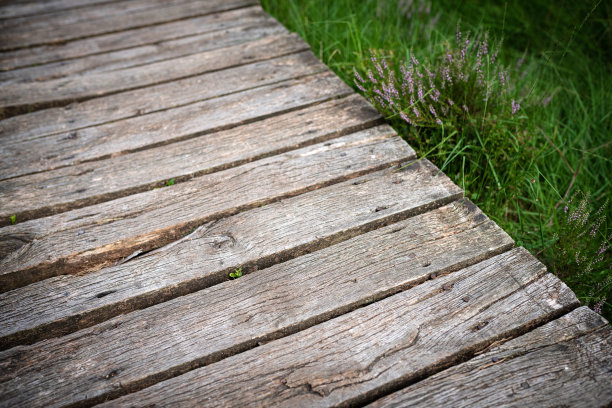 德国泥炭沼泽中的木板小路图片下载