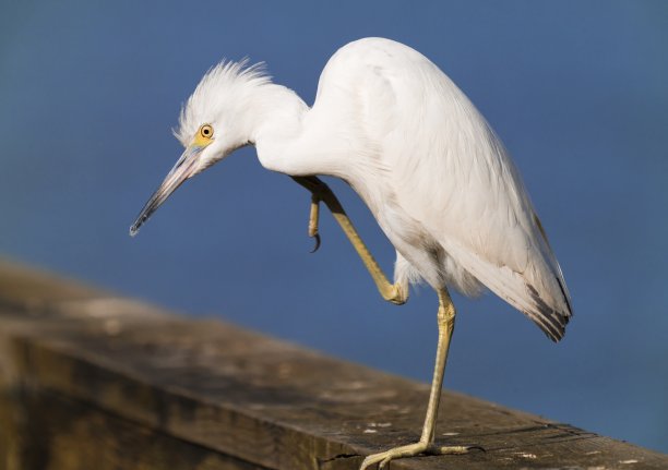 野生白鹭苏拉雪鹭鸟站在一条腿和抓挠图片下载