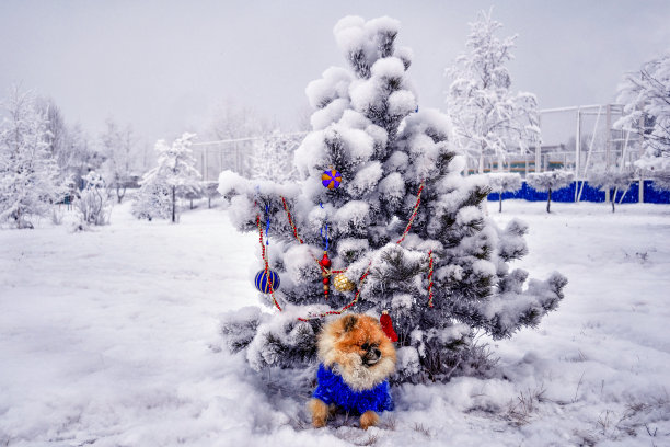可爱的博美犬在积雪的杉树在冬天的背景。图片下载
