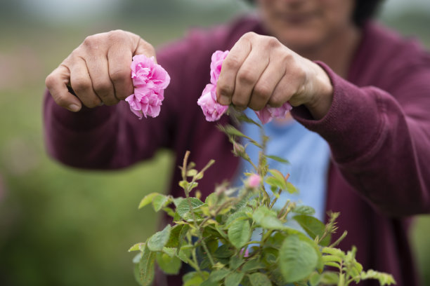 女人收获摘玫瑰精油。图片下载