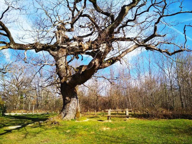 棵大树图片下载
