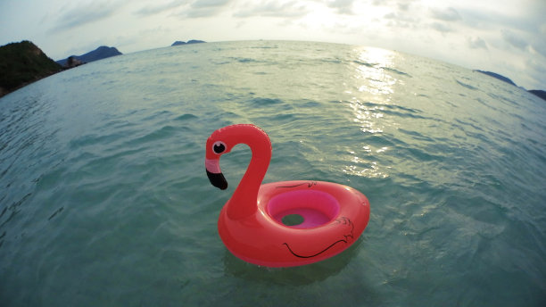 火烈鸟在海上游圈，假期时间图片下载