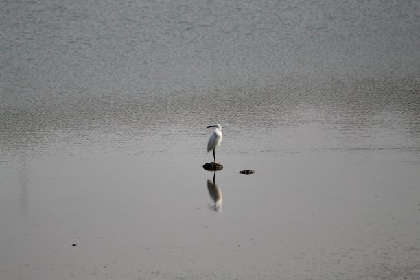阿拉伯海图片下载
