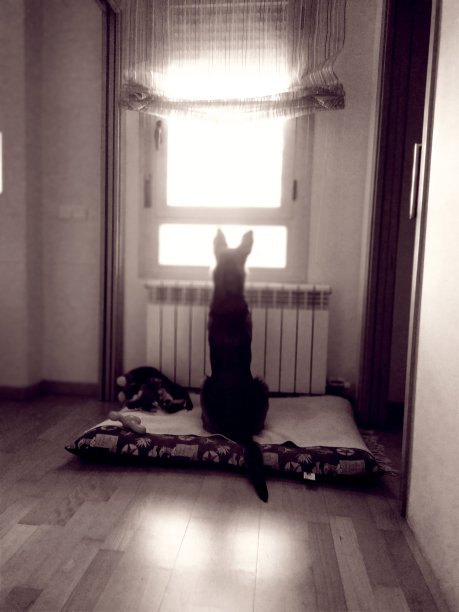 狗在窗口等候图片下载