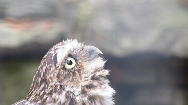 英国达德利动物园，一只小猫头鹰在圈地里看着猎物图片下载