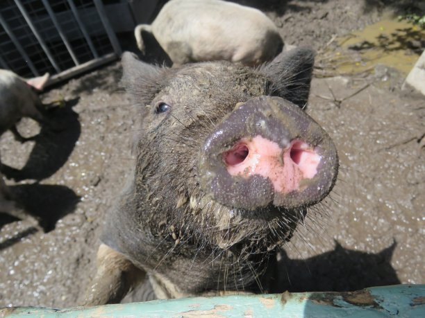 农场里一头家猪毛茸茸的鼻子图片下载