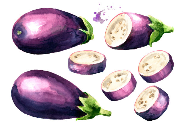 茄子。手绘水彩插图，孤立的白色背景图片下载