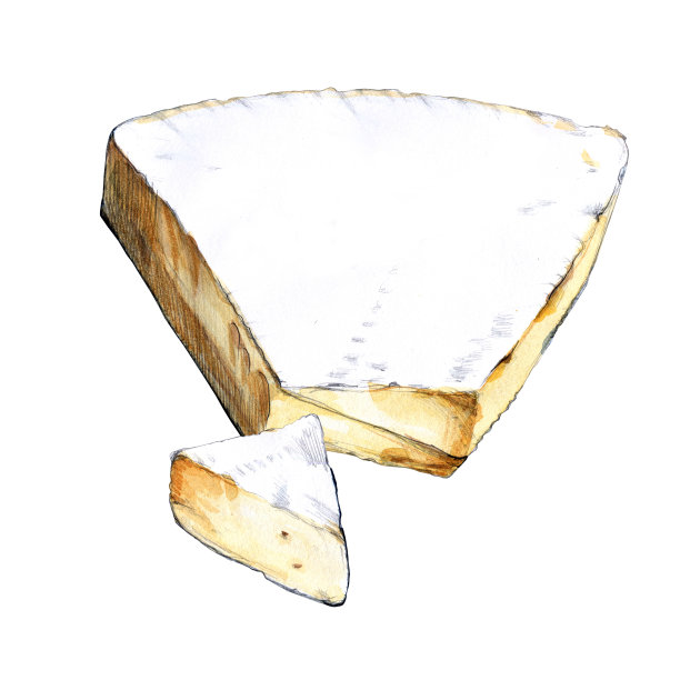 布里水彩插图在白色的背景图片下载