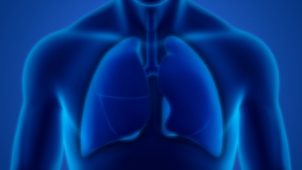 人体呼吸系统及肺解剖学图片下载
