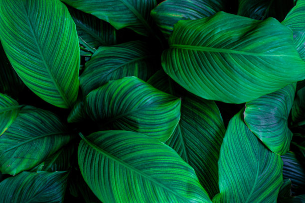 Spathiphyllum cannifolium的叶子，抽象的绿色纹理图片下载