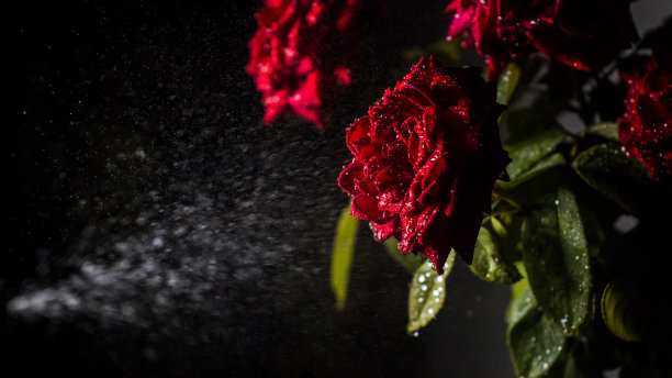 红玫瑰和水滴图片下载