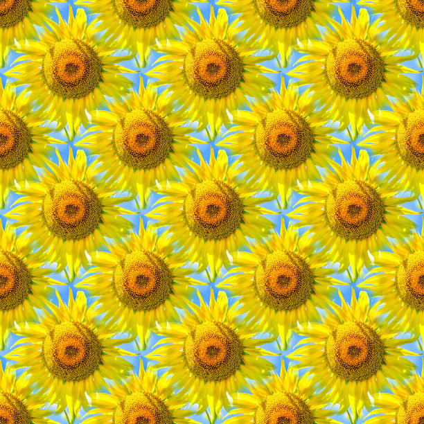 春天的无缝抽象，夏天的自然背景盛开的向日葵图片下载