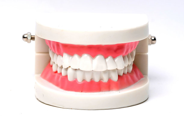 口齿颌模型上白底:健康强医学理念图片下载