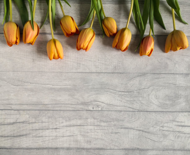 花卉组成与郁金香图片下载