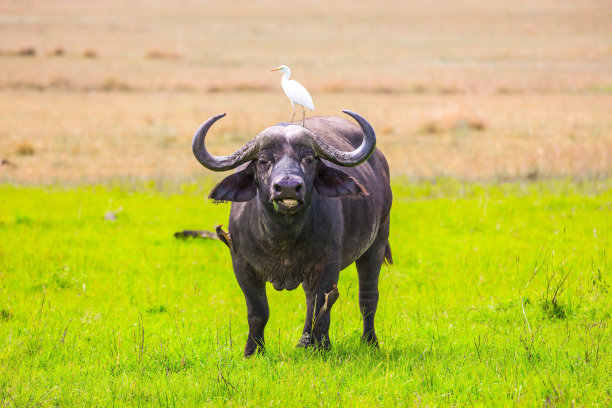 非洲水牛和白鹭图片下载