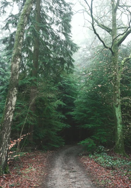 穿过茂密黑暗的森林图片下载