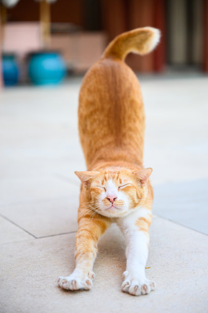 懒懒猫正在户外伸懒腰，竖着画图片下载