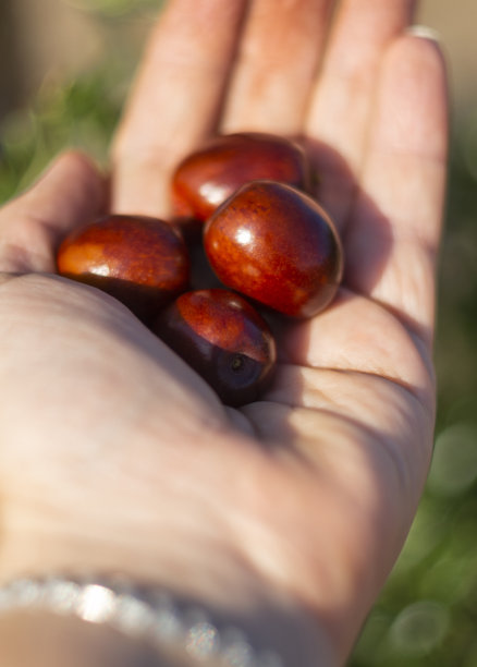 在一个阳光明媚的日子里，荷荷巴躺在一位妇女的手里图片下载