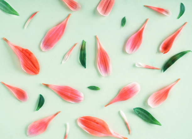 在柔和的薄荷绿背景前，点缀着五颜六色的花瓣和叶子图案。粉红色的花瓣平躺着。从上面看花瓣图案。图片下载