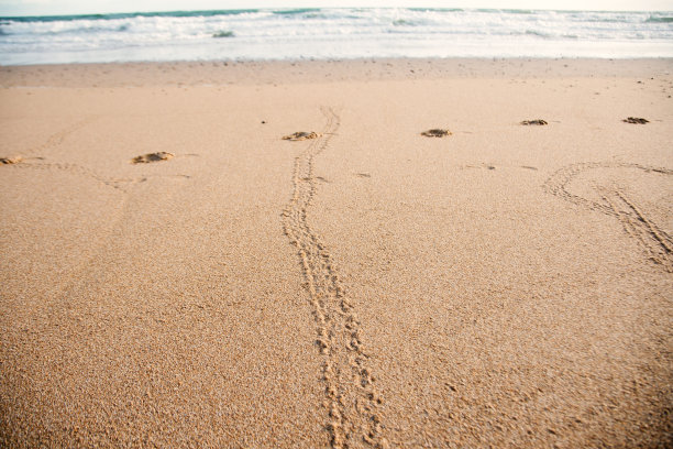 澳大利亚昆士兰邦德堡海滩上的小海龟足迹图片下载