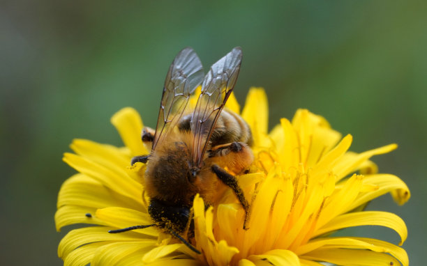 蜜蜂在蒲公英图片下载