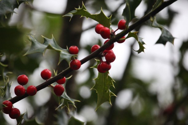 冬青树叶和浆果的特写照片。自然绿化，林地森林背景。景深浅，选择性聚焦。鲜红的浆果和亮绿色的叶子。圣诞节日的感觉。图片下载