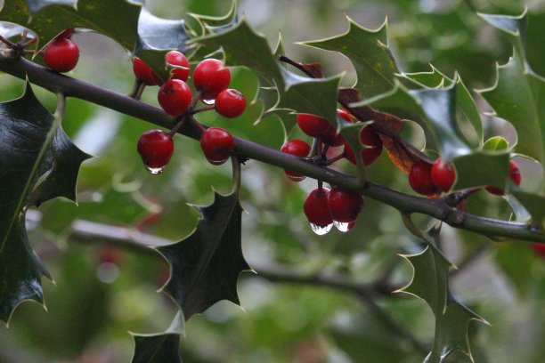 冬青树叶和浆果的特写照片。自然绿化，林地森林背景。景深浅，选择性聚焦。鲜红的浆果和亮绿色的叶子。圣诞节日的感觉。图片下载