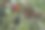 冬青树叶和浆果的特写照片。自然绿化，林地森林背景。景深浅，选择性聚焦。鲜红的浆果和亮绿色的叶子。圣诞节日的感觉。图片下载