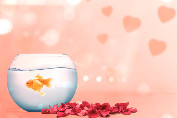 金鱼在鱼缸里，红色的玫瑰花瓣在粉红色的背景上图片下载
