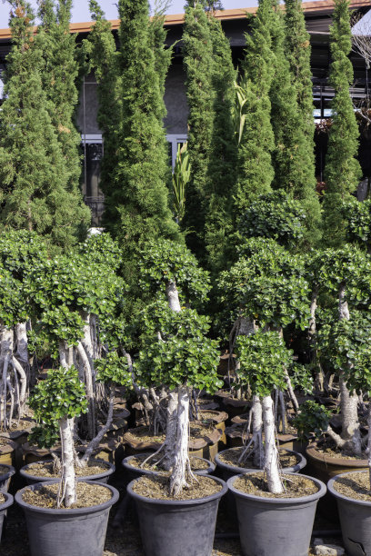 市场出售盆栽植物图片下载