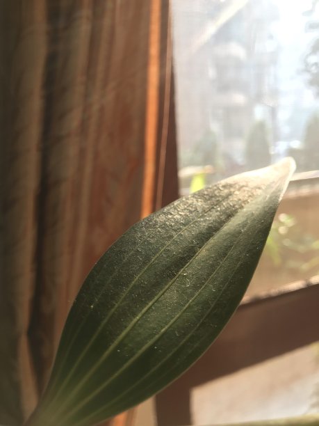 树叶上的阳光图片下载