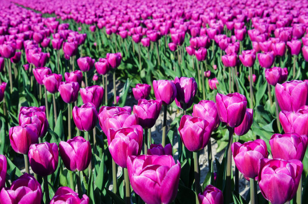 美丽的春天乐观的风景纹理与郁金香在荷兰的田野。图片下载