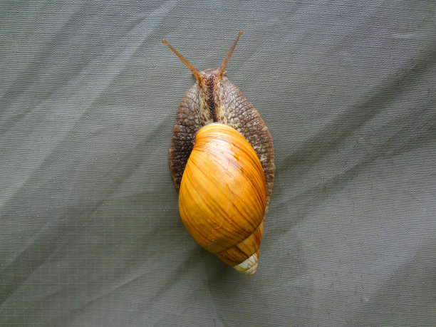 帆布帐篷墙上的巨型蜗牛图片下载