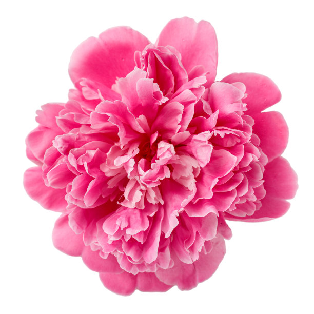 美丽的粉红牡丹在花瓣上孤立的露珠白色。特写，俯视图。图片下载